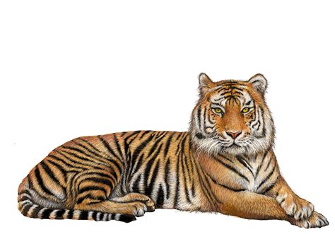 Tiger Png Photo Hd Free Png And Transparent Images