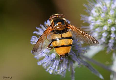 Wallpaper Pest Honey Bee Fly Macro Photography Invertebrate
