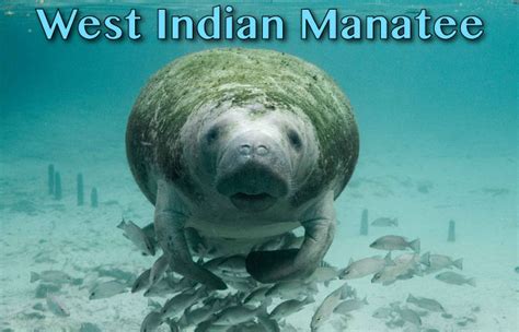 West Indian Manatee Facts Pictures And Video In Depth Information On An