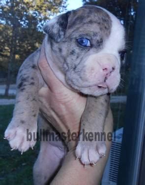 I found my little cha cha on next day pets, she has brought lots of love and joy to our family. EXOTIC Blue tri Merle Olde English Bulldogge Male puppy ...