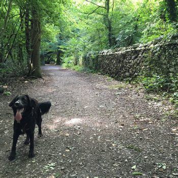 On one evening in a decade of sex, drugs and rock 'n' roll, the innocence of youth and family unravels. Leigh Woods - Bristol dog walk - Bristol Barkers