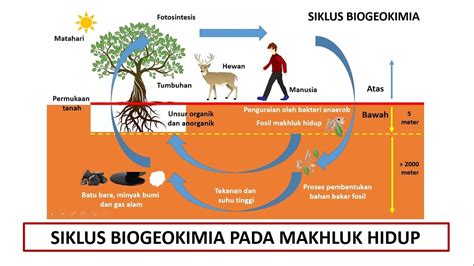 Siklus Biogeokimia Pada Makhluk Hidup Youtube