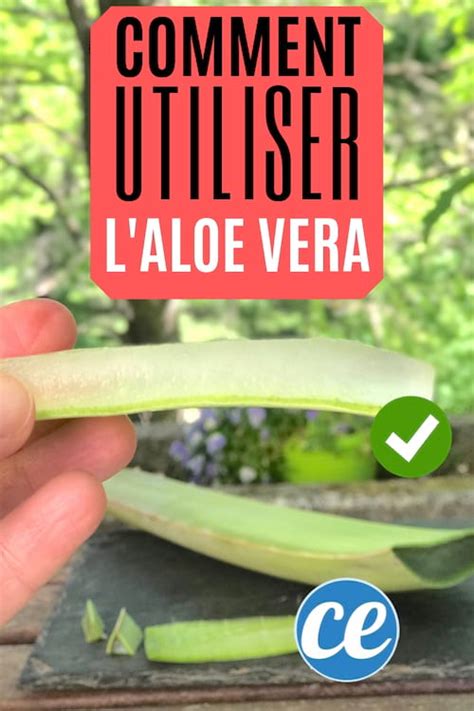 Les deux paires de ces structures forment des stylets dont l'extrémité est en forme de lame pour la première et dentée pour la seconde. Voici Comment Couper Et Utiliser Le Gel D'une Feuille d ...