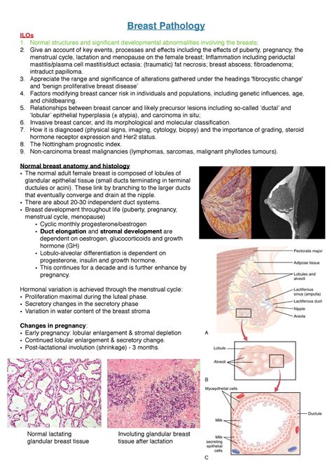 Breast Pathology Notes Breast Pathology Ilos Normal Structures And