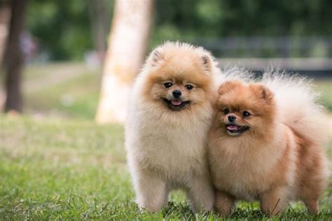 Maybe you would like to learn more about one of these? Mimpi Melihat Anak Anjing Yang Banyak - Jika anda bermimpi ...