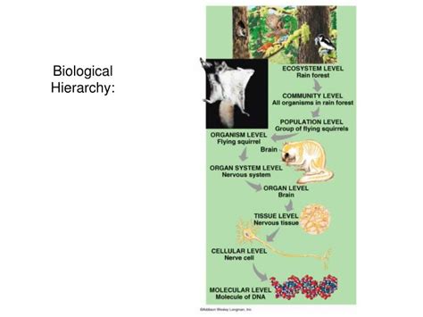 Ppt Biological Hierarchy Powerpoint Presentation Free Download Id