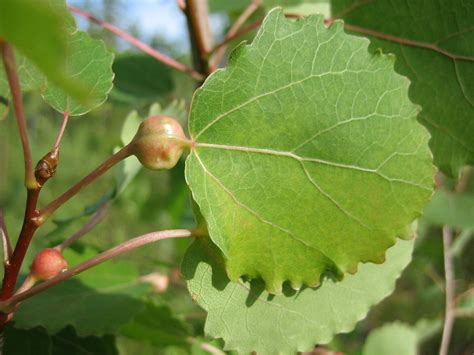 Mature trees grow to 25m. Insects on aspen: gall inducers