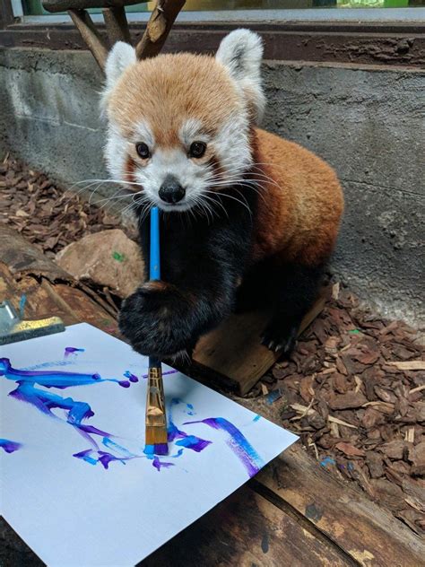 Red Panda On Cute Animals Cute Baby Animals Cute Funny