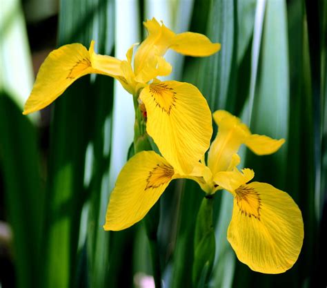 Wild Yellow Iris Photograph By Rosanne Jordan