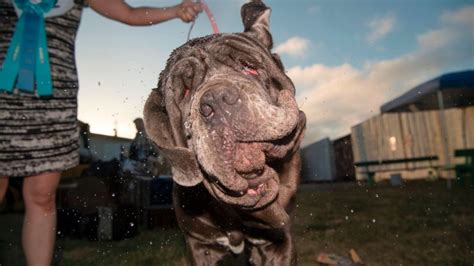 ‘snoring Gassy Martha Wins Worlds Ugliest Dog Cnn
