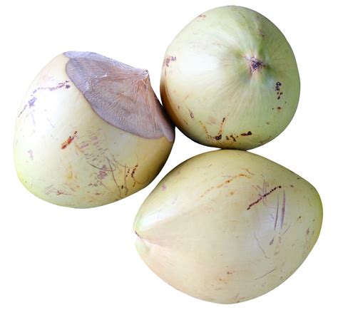 Top View Of Coconut Png Image Purepng Free Transparent Cc0 Png