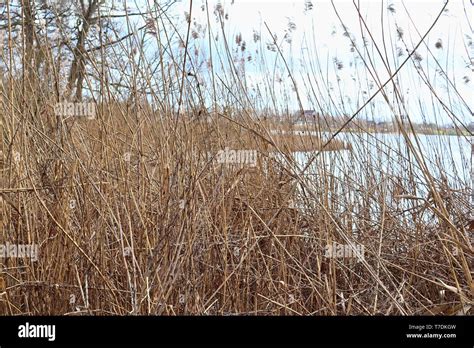 Close Of Surface Of Reed And Hay Surface In High Resolution Stock Photo