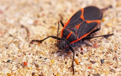 Blog What To Do About Box Elder Bugs On Your Charlotte Nc Property