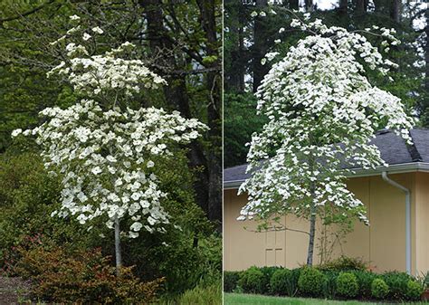 Rake, mulch, and compost leaves. Cornus 'Eddies White Wonder' | Landscape Plants | Oregon ...