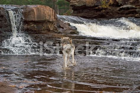 Gray Wolf Crossing River Stock Photo Royalty Free Freeimages