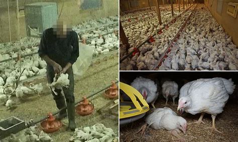 Tesco Suspends Sales Of Chicken From An Ethical Farm After Undercover Probe Reveals Shocking