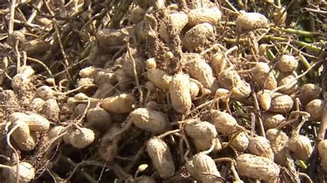 Peanut Harvesting Machine How To Harvest Peanut In Farm Video
