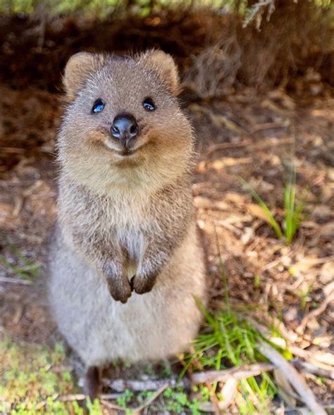 Your Daily Dose Of Quokka 🐻 On Instagram Day 96 I Rate This Fella 10