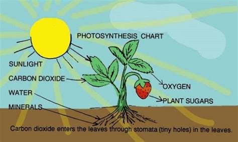 Fotosintesis Pengertian Dan Definisi Utakatikotak Com