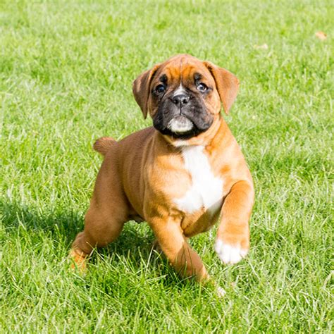 We are a small family owned breeder dedicated to raising beautiful top quality purebred akc boxers. Boxer Puppies For Sale In Florida From Vetted Breeders