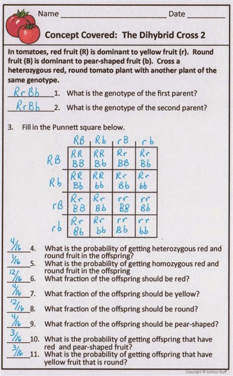 Chapter 10 dihybrid cross worksheet answers. Amy Brown Science: Genetics Problems and Activities for ...