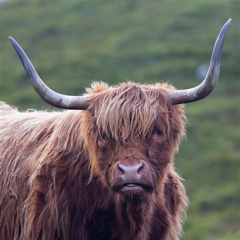 Scottish Highland Cow Photograph By Derek Beattie Fine Art America