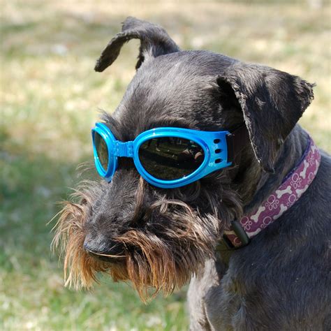 Animal Stories Blog Protective Dogs Dog Goggles Animal Stories