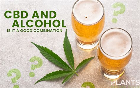 Cbd And Alcohol Is It A Good Combination Plants Before Pills