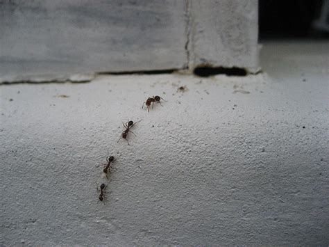 4 reasons to consider ant control around the house killroy pest control