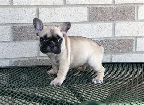 Get advice from breed experts and make a safe choice. French Bulldog Puppies For Sale in Indiana & Chicago ...