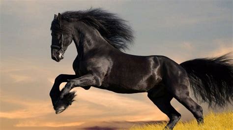 Top 10 Most Expensive Horse Breeds In The World 2022 Trendrr