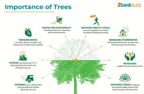 The Importance Of Trees Saralstudy