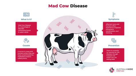 All About Mad Cow Disease