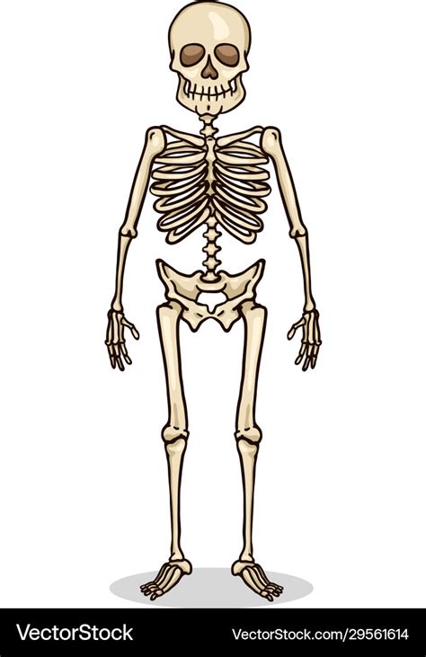 Cartoon Color Character Human Skeleton Vector Image