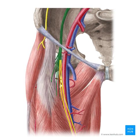 Femoral nerve (Nervus femoralis) | Kenhub