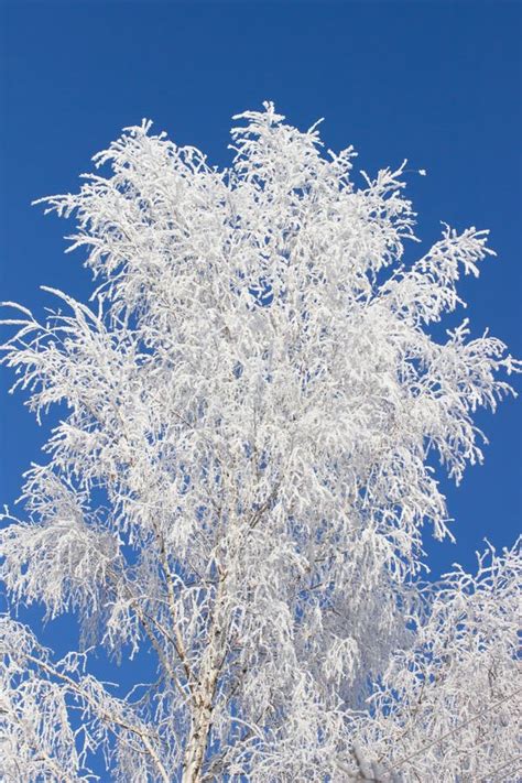 Frozen Tree And Blue Sky Stock Photo Image Of Beautiful 64633096