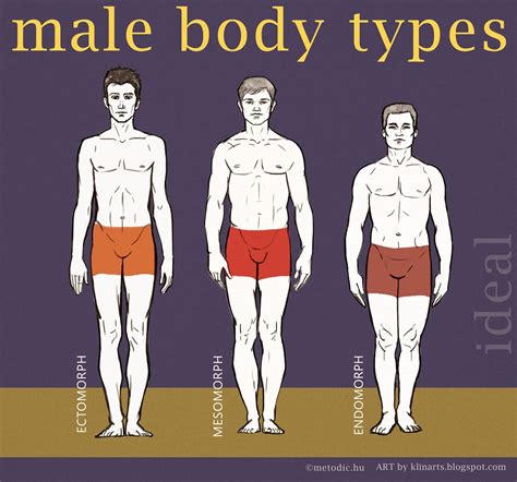 Male Body Types Drawing Chart