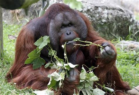 Orangutan A Forest Man