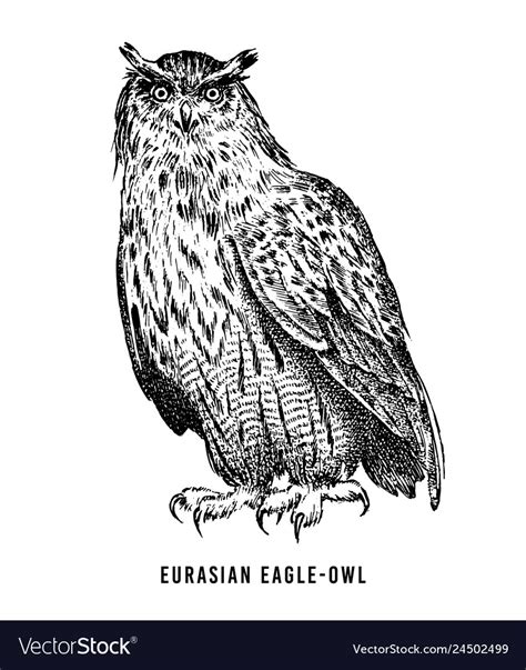 Eurasian Eagle Owl Wild Forest Bird Of Prey Hand Vector Image