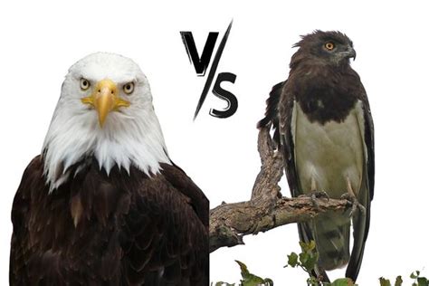 Eagles Vs Hawks The Key Differences And Who Wins