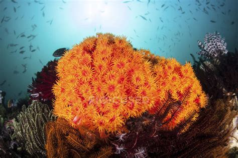 Bright Orange Cup Corals Growing On Reef — Underwater Indonesia