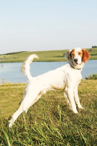 Upland English Setters