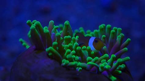 Dark Seas Corals Glow At Night Part1 2020 Hd Youtube
