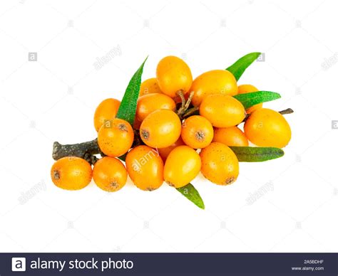 Small Orange Berries High Resolution Stock Photography And Images Alamy