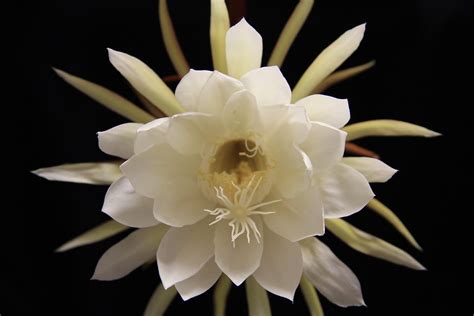 Queen Of The Night This Night Blooming Cactus Flower Opens Flickr