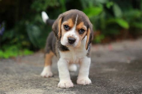 Ten Things You Need To Know About The Beagle Dog Breed Before You Buy