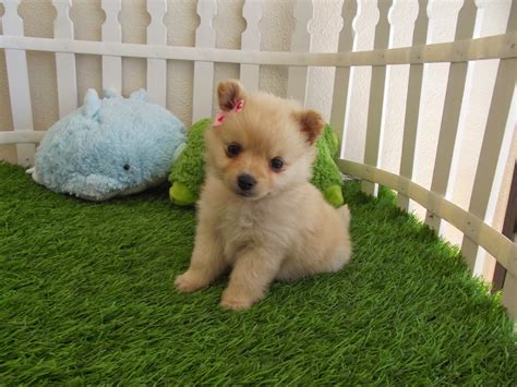 Free download Cute Puppies HD Wallpapers HD Wallpapers Blog [1600x1200