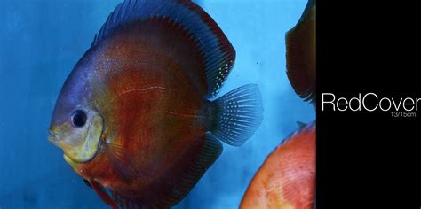 Discus Fish Wallpapers Hd Desktop And Mobile Backgrounds
