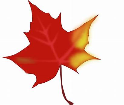 Fall Leaf Clip Clipart Leave Vector Clker