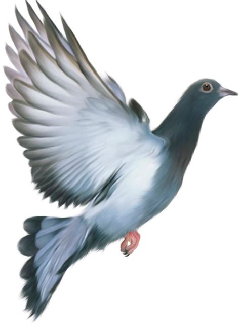 Painting Pigeon Png Picpng